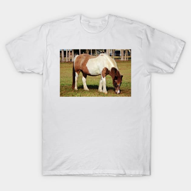 American Paint Horse T-Shirt by Cynthia48